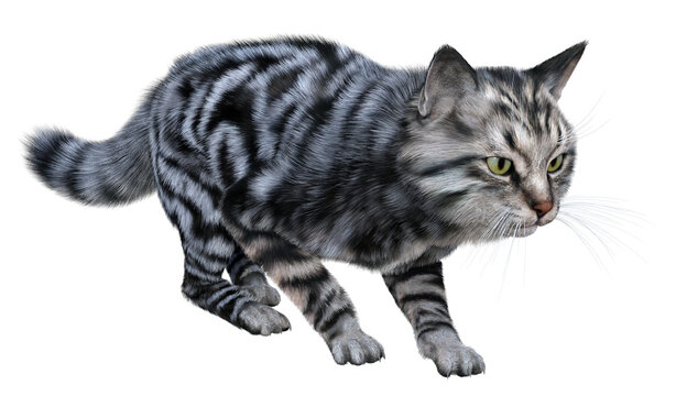 Silver tabby siberian cat walks in hunting pose. 3d render isolated on white