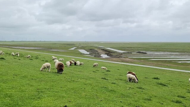 Sheep on a green dike at the North Sea near Husum.