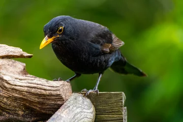 Fotobehang Merel - Blackbird © Holland-PhotostockNL