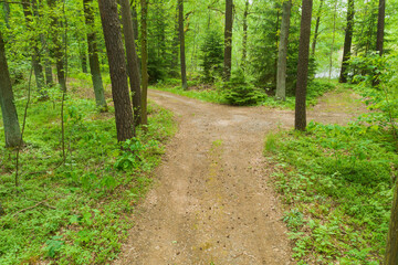 Fototapeta na wymiar Sosnowy, wysoki las. Między drzewami widać leśną ścieżkę rozwidlającą się na końcu. Droga pokryta jest warstwą brązowego igliwia.