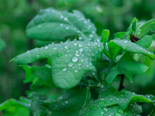 Fototapeta Las po deszczu. Zielony liść dębu, przed chwilą spadł deszcz, powierzchnia liścia pokryta jest krystalicznie czystymi kroplami wody. obraz