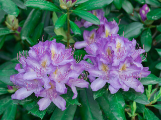 Fioletowe kwiaty azalii wśród zielonych liści. Jest słoneczny dzień, kwiaty oświetlane są promieniami słonecznymi. © boguslavus