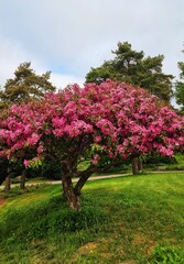 Fototapeta na wymiar blooming tree