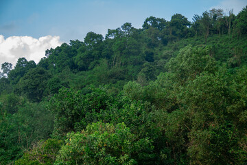Fototapeta na wymiar Background of green trees in the forest