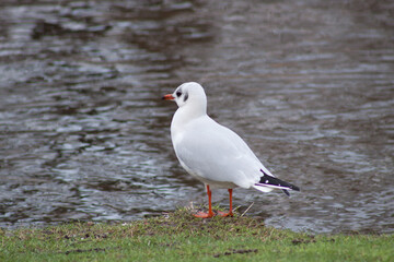 Seagull on the embankment