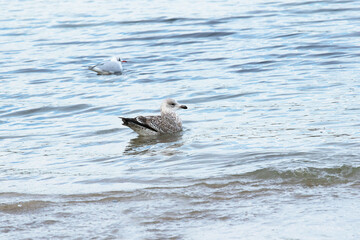 European heering Gull