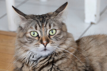 Cat looks like an owl