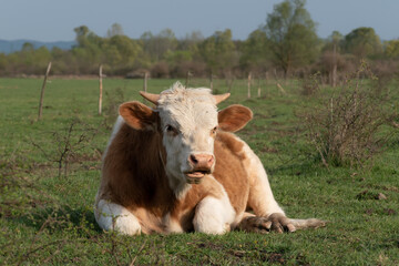 Bull resting in field close up, adult domestic animal with orange and white hair laying down on grass in pasture during sunny day