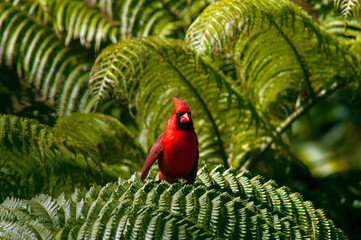 Red Cardinal on Hapu'u fern 
