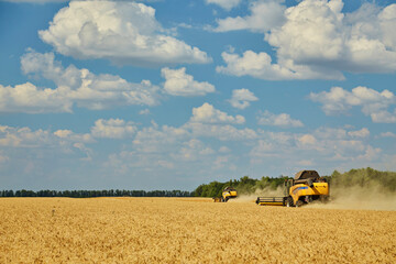 Obraz premium Combine harvester harvests ripe wheat.