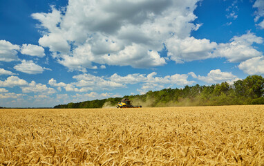 Combine harvester harvests ripe wheat.