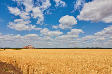 Golden wheat field