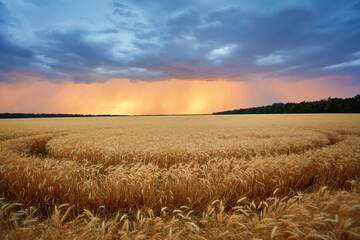Dark thunderclouds over a wheat field at sunset.