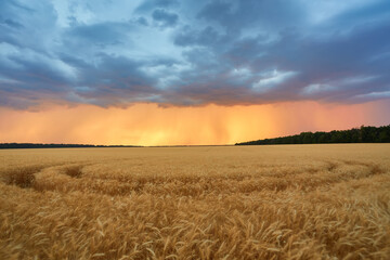 Obraz premium Yellow grain ready for harvest growing in a field