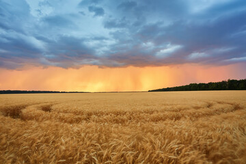 Obraz premium Dark thunderclouds over a wheat field at sunset.