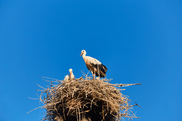 Fototapeta premium Family of storks with a chick in the nest