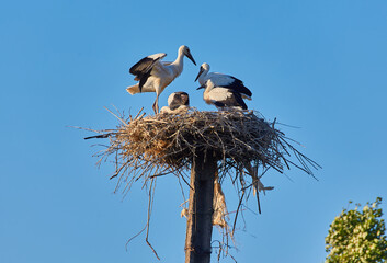 Family of storks with a chick in the nest