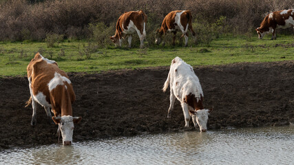 Thirsty cows drinking water from watering hole, water supply for domestic animal in free range farming