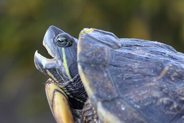 A red eared slider tortoise is basking before starting its daily activities. This reptile has the...