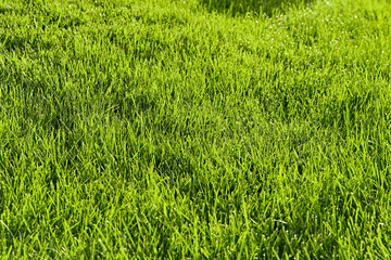 Template of fresh green lawn grass in the park close-up perspective view