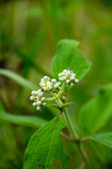 White flowers of the tree Ageratum conyzoides