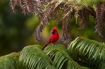 Fototapeta premium Red Cardinal on Hapu'u fern