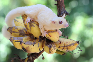 A young albino sugar glider eating a ripe banana on a tree. This mammal has the scientific name...