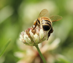 Fesses d'abeille