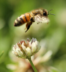 Abeille en vol