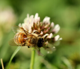 Abeille sur fleur de trèfle