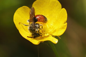 Closeup on a male red girdled nomad bee, Andrena labiata drinking nectar from yellow buttercup flower