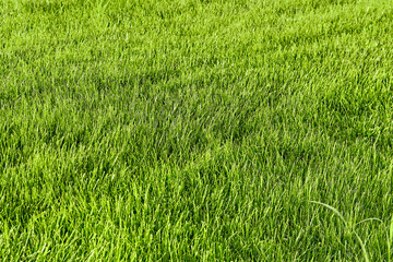 Template of fresh green lawn grass in the park close-up perspective view