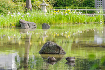 Fototapeta na wymiar 檜町公園の池でくつろぐカルガモたち