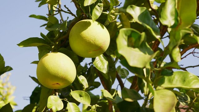 Close up view 4k video footage of fresh organic juicy citrus fruits hanging on branches of tree in countryside summer sunny sunset garden. Natural green background