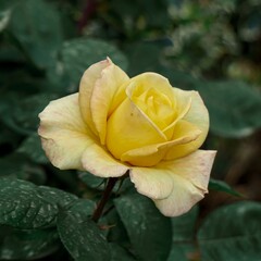 romantic yellow rose flower for valentine's day