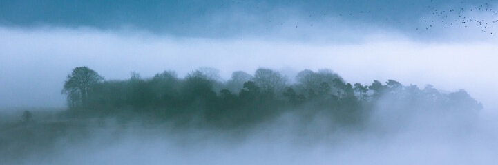 Early morning mist and trees on a foggy day