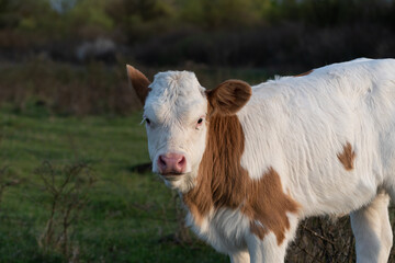 Single calf stand in pasture and stare toward camera close up, cattle offspring with orange and...