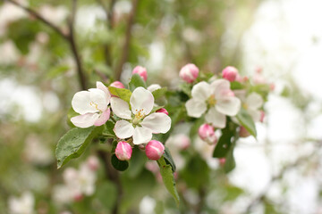 Naklejka na ściany i meble Flowering of apple tree close -up. Spring in a fruit garden