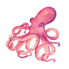 Watercolor pink octopus on the white background. Hand drawn illustration. Undersea animal © Эльнара