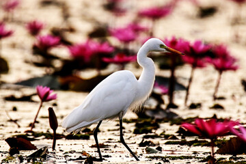 The heron on the lotus field