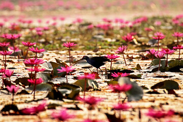 The Purple Swamphen on the lotus field