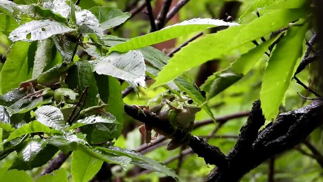 産卵期のモリアオガエル