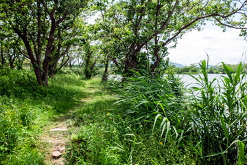 滋賀県草津市　平湖の風景