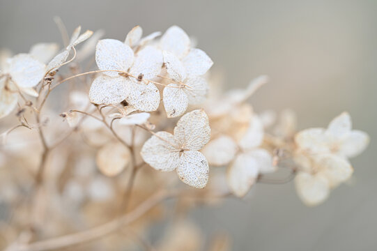 closeup dried hydrangea. Beautiful natural background with delicate white hydrangea flowers. Macro petals of a flower. High quality photo © Olga