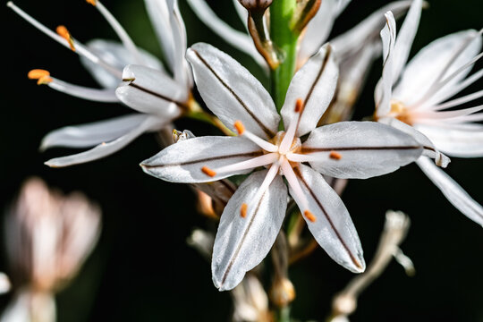 a close up image of white flowers blooming in a park around Marbella 