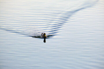 Mallard duck in winter swimming in the warm waters of a river