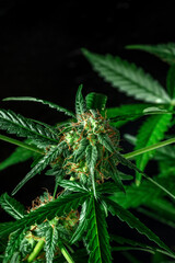 Blossoming cannabis plants with white and yellow flowers, on a dark background. Cultivating medicinal marijuana
