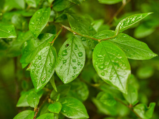Fototapeta na wymiar green leaf with dew drops, close up macro photo with copy space