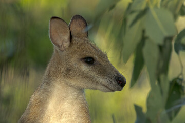 Agile Wallaby in Queensland Australia