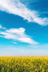 Obraz premium Wide angle landscape shot of blooming canola rapeseed field on sunny spring day